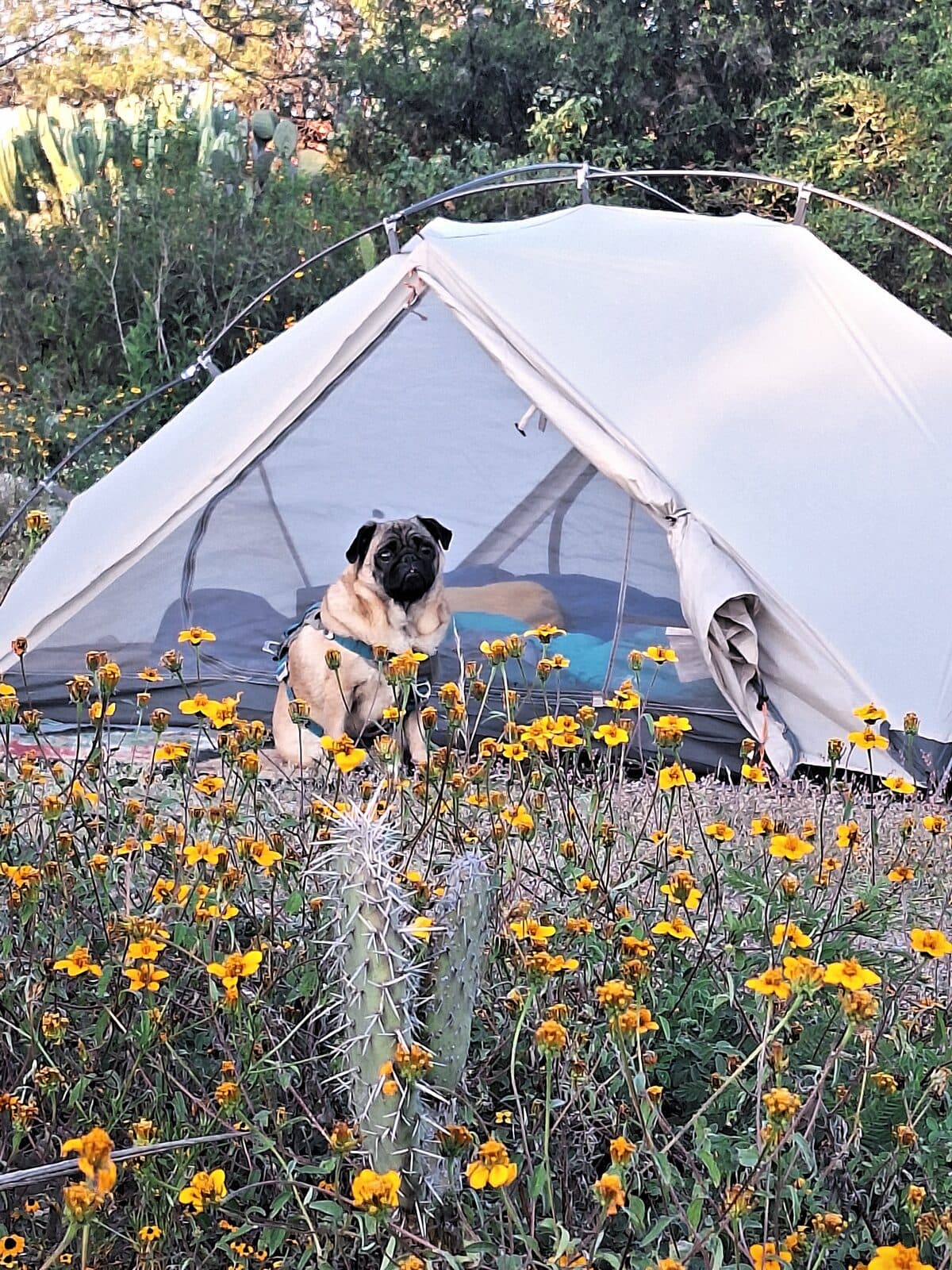 Camping in the Tehuacán biosphere